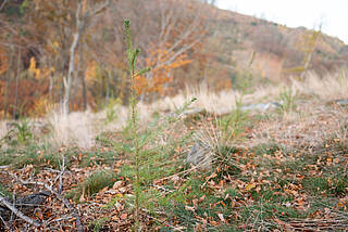 Planted Douglasien in a wood in Iserlohn